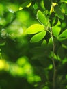 Blur organic green plant leaves shallow depth of field under natural sunlight and dark environment in home garden outdoor Royalty Free Stock Photo