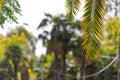 Blur palm leaf on tropical bokeh abstract background.Travel concept Royalty Free Stock Photo