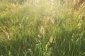 Blur photo,beautiful landscape of nature flowering grass in a rural meadow under soft flare sunrise morning in summer season Royalty Free Stock Photo