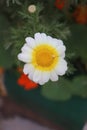 Blur photo Closeup of a beautiful yellow and white Marguerite, Daisy flower Royalty Free Stock Photo