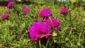 Blur photo of flowers and grass. Suitable for background and typography