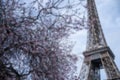 Blur Photo Spring in Paris. Bloomy cherry tree and the Eiffel Tower Royalty Free Stock Photo