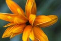 Blur photograph of an orange flower.