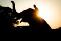 Silhouette Symphony: Majestic Elephant and Rider Embracing the Sunset