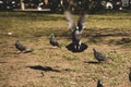 Blur picture of flock pigeons , one of them taking off