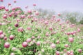 Blur picture and vintage style Globe amaranth or Bachelor Button or Gomphrena globosa in the garden for wallpaper or backgrpund Royalty Free Stock Photo