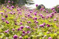 Blur picture and vintage style Globe amaranth or Bachelor Button or Gomphrena globosa in the garden for wallpaper or backgrpund Royalty Free Stock Photo