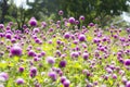 Blur picture and vintage style Globe amaranth or Bachelor Button or Gomphrena globosa in the garden for wallpaper or backgrpund Royalty Free Stock Photo