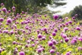 Blur picture and vintage style Globe amaranth or Bachelor Button or Gomphrena globosa in the garden for wallpaper or backgrpund Royalty Free Stock Photo