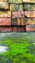 A blur pile of brick in a mossy soil