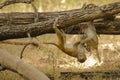 A Blur of Playing Wild Baby Rhesus Macaques Royalty Free Stock Photo