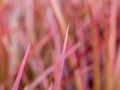 Blur of Rainbow Tree Royalty Free Stock Photo