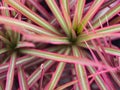 Blur of Rainbow Tree