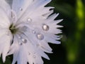 Blur of Raindrop on White Dianthus Flower Royalty Free Stock Photo