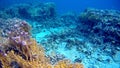 Blur semicolor Coral reef in Red Sea