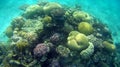 Blur semicolor Coral reef in Red Sea