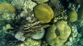 Blur semicolor Coral reef in Red Sea