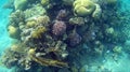 Blur semicolor Coral reef in Red Sea