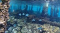 Blur semicolor Coral reef in Red Sea