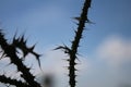 Blur sky in background. Wildflower thorny silhouette.