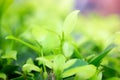 Blurry and soft beautiful green leaves background