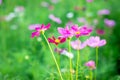 A group of blur and soft beautiful pink cosmos flowers Royalty Free Stock Photo