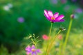 Blur and soft beautiful pink cosmos flowers with sunlight
