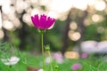 Blur and soft beautiful pink cosmos flowers in the garden Royalty Free Stock Photo