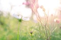 Blur and soft beautiful white cosmos flowers Royalty Free Stock Photo