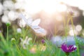 Blur and soft beautiful white cosmos flowers in the garden Royalty Free Stock Photo