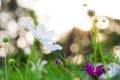 Blur and soft beautiful white cosmos flowers with sunset Royalty Free Stock Photo