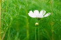 Blur and soft beautiful white cosmos flowers with green background Royalty Free Stock Photo