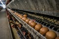 Multilevel production line conveyor production line of chicken eggs of a poultry farm Royalty Free Stock Photo