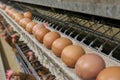 Multilevel production line conveyor production line of chicken eggs of a poultry farm Royalty Free Stock Photo