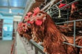 Multilevel production line conveyor production line of chicken eggs of a poultry farm Royalty Free Stock Photo