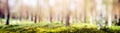 Blur spring forest panorama Royalty Free Stock Photo