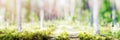 Blur spring forest panorama Royalty Free Stock Photo