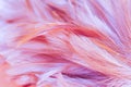 Blur styls and soft color of chickens feather texture for background, Abstract colorful Royalty Free Stock Photo