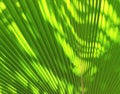 Blur of Sun shining through a radiating green leaf Royalty Free Stock Photo