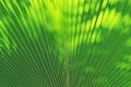 Blur of Sun shining through a radiating green leaf Royalty Free Stock Photo