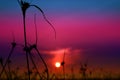 blur sunset on the sea and silhouette grass on beach colorful co Royalty Free Stock Photo