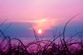 blur sunset on the sea and silhouette grass on beach colorful pu Royalty Free Stock Photo