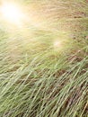 Blur of tall grass with len flare effect, out of focus image Royalty Free Stock Photo
