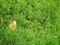 Blur. background album page for your photos and text. green moss by the stream in the forest. Royalty Free Stock Photo