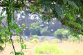 Blur tree leaves frame , garden outdoor background, blurry tree nature with bokeh light background