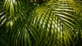 Blur tropical green palm leaf with sun light, abstract natural background with bokeh. Defocused Lush Foliage, veines, striped Royalty Free Stock Photo