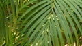 Blur tropical green palm leaf with sun light, abstract natural background with bokeh. Defocused Lush Foliage, veines, striped Royalty Free Stock Photo