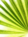 Full frame shot of green palm leaf.  Blurred tropical green palm leaf, palm leaf texture as natural backgroundÃ¢â¬â¹. Royalty Free Stock Photo