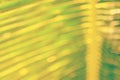 Blur tropical palm leaf abstract background. Royalty Free Stock Photo