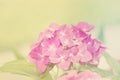 Blur Vintage Style Hydrangea for Background Royalty Free Stock Photo